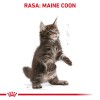 ROYAL CANIN Maine Coon Kitten- dry cat food - 4 kg