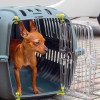 Ferplast Jet20 - pet carrier