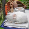 FERPLAST Rabbit 120 - Cage