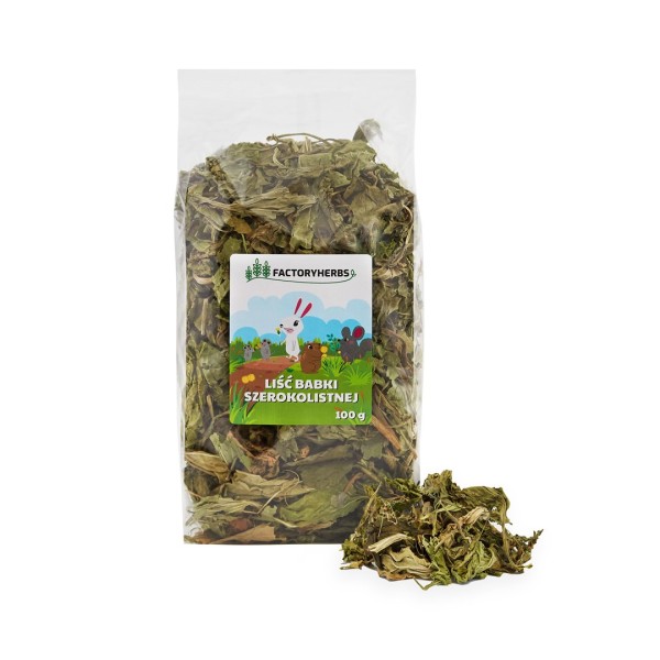 FACTORYHERBS Broadleaf plantain leaf - treat ...