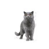 ROYAL CANIN FBN British Shorthair Adult dry cat food - 10 kg