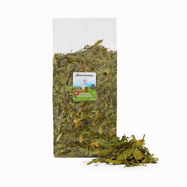 FACTORYHERBS Plantain leaf - treat for ...