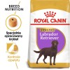 ROYAL CANIN Labrador Retriever Sterilised Adult - dry dog food - 12kg