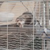 FERPLAST Furet Tower - Cage