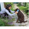 KERBL MagicBrush Blue Sky - dog brush - 16,5x6,5x3 cm