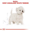 Royal Canin BHN West Highland White Terrier Adult - dry food for adult dogs - 3kg