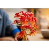 LEGO BOTANICALS 10348 Japanese Red Maple Bonsai Tree