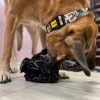 DINGO Sniffing toy - 18 cm