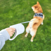 PETKIT | Pet Leash | P2104 GO Free | White