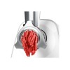 Bosch | Meat mincer SmartPower | MFW2510W | White | 350 W | Number of speeds 1 | 2 Discs: 3.8 and 8 mm; Sausage filler accessory.